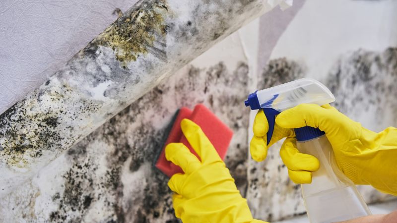 Black Mold Removal in Plano, TX