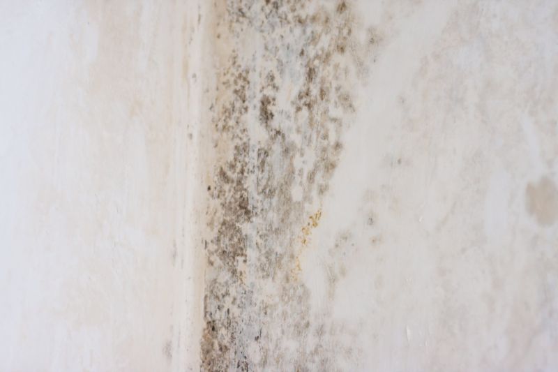 White Mold Mitigation in Essex County, NJ