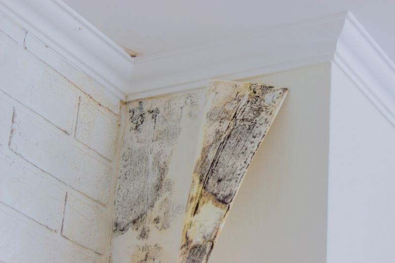 White Mold Mitigation in Essex County, NJ