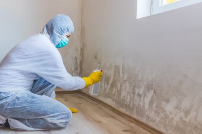 White Mold Mitigation in Frisco, TX